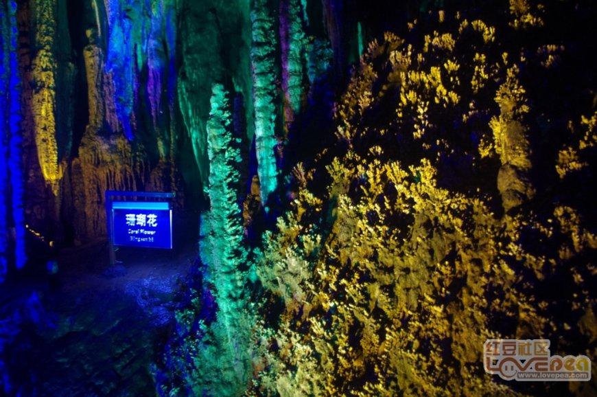 “金鸡”现身山西沁水